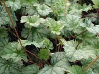 Heuchera 'Mint Frost'