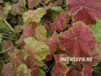 Heuchera 'Miracle'