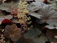 Heuchera 'Mocha'