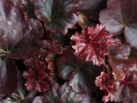 Heuchera 'Obsidian'