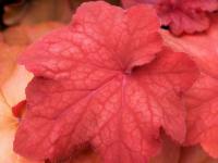 Heuchera 'Orange Dream'