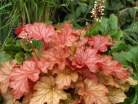 Heuchera 'Paprika'