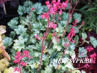 Heuchera 'Paris'