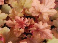 Heuchera 'Peneloppe'