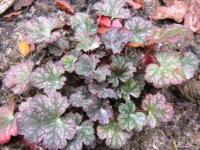 Heuchera 'Petite Marbled Burgundy'