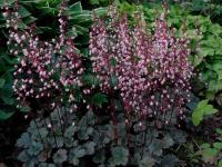 Heuchera 'Petite Pearl Fairy'