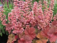 Heuchera 'Pink Pearls'