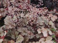 Heuchera 'Pinot Gris'