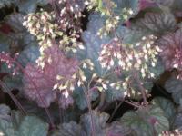 Heuchera 'Pinot Noir'
