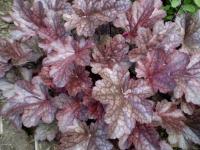 Heuchera 'Plum Pudding'