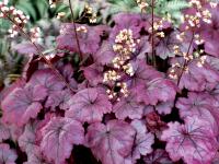 Heuchera 'Plum Royale'