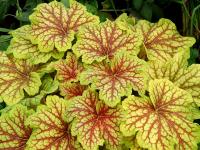 Heuchera 'Red Lightning' PBR