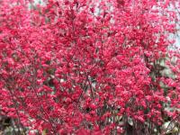 Heuchera 'Red Pearls'