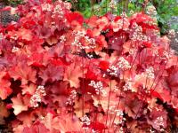 Heuchera 'Rio'