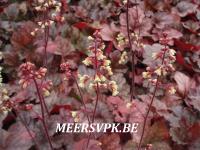 Heuchera 'Root Beer'