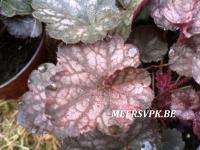 Heuchera 'Rose Majestee'