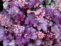 Heuchera 'Shanghai'