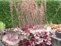 Heuchera 'Silver Lode'