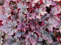 Heuchera 'Spellbound'