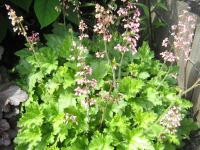 Heuchera 'Strawberry Swirl'