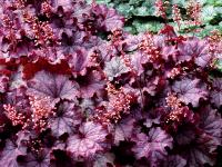 Heuchera 'Sugar Berry'