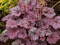 Heuchera 'Sugar Plum'