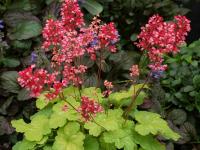 Heuchera 'Sweet Tart'