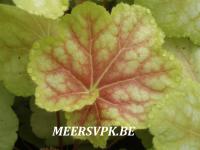 Heuchera 'Tiramisu'