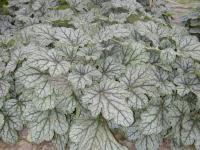 Heuchera 'Venus'