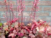 Heuchera 'Vienna'