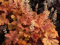 Heucherella 'Buttered Rum'