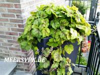 Heucherella 'Fire Frost'