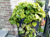 Heucherella 'Fire Frost'