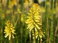 Kniphofia 'Bees Lemon'