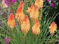 Kniphofia 'Creamsicle'