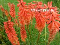 Kniphofia 'Echo Rojo'