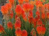 Kniphofia 'Fire Glow'