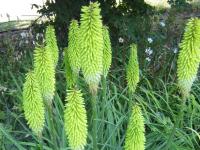 Kniphofia 'Green Jade'