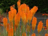 Kniphofia 'Mango Popsicle'