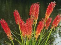 Kniphofia 'Nancy's Red'