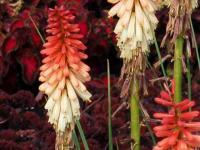 Kniphofia 'Orange Vanilla Popsicle'