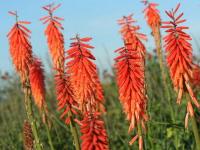 Kniphofia 'Red Rocket'