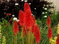 Kniphofia 'Redhot Popsicle'