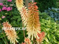 Kniphofia 'Tawny King'