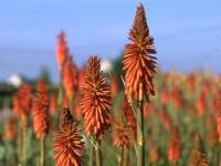 Kniphofia 'Vincent Lepage'