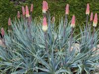 Kniphofia caulescens 'John Mays Form'