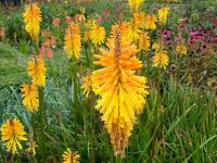 Kniphofia 'Wrexham Buttercup'