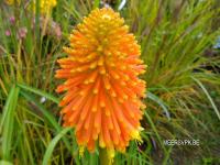 Kniphofia rooperi