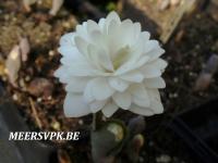 Sanguinaria canadensis 'Multiplex'