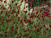 Sanguisorba menziesii